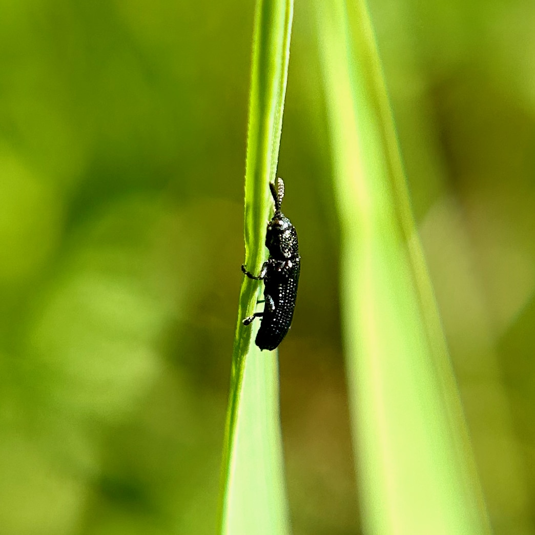 Insect Insights, a Bi-Weekly Buford Blog by Karen Richards – Mount ...