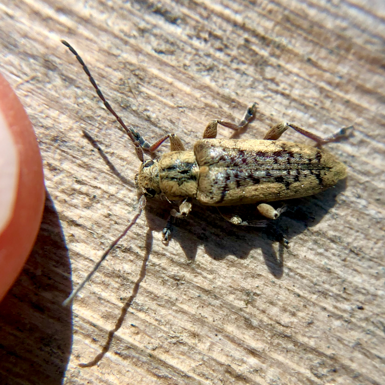 Insect Insights, a Bi-Weekly Buford Blog by Karen Richards – Mount ...