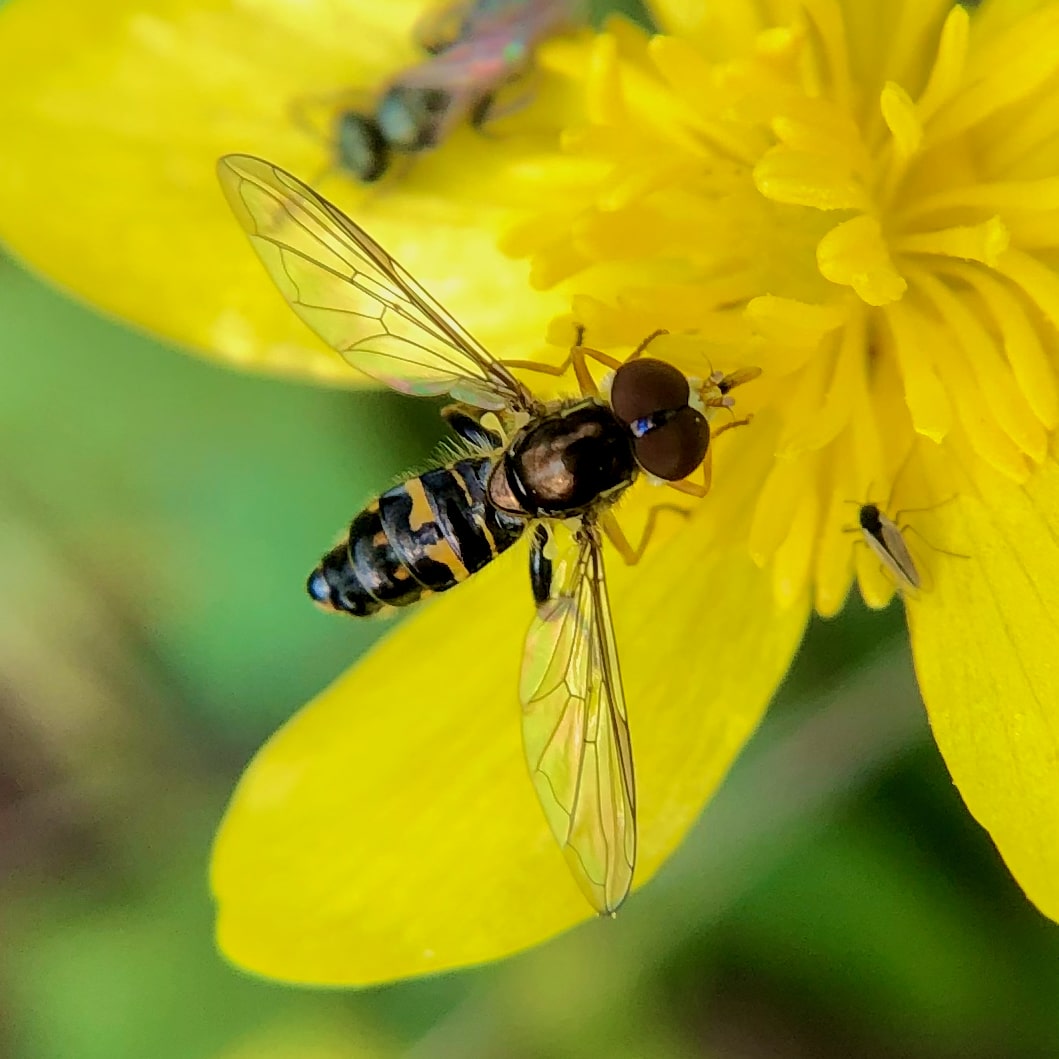 Insect Insights, a Bi-Weekly Buford Blog by Karen Richards – Mount ...