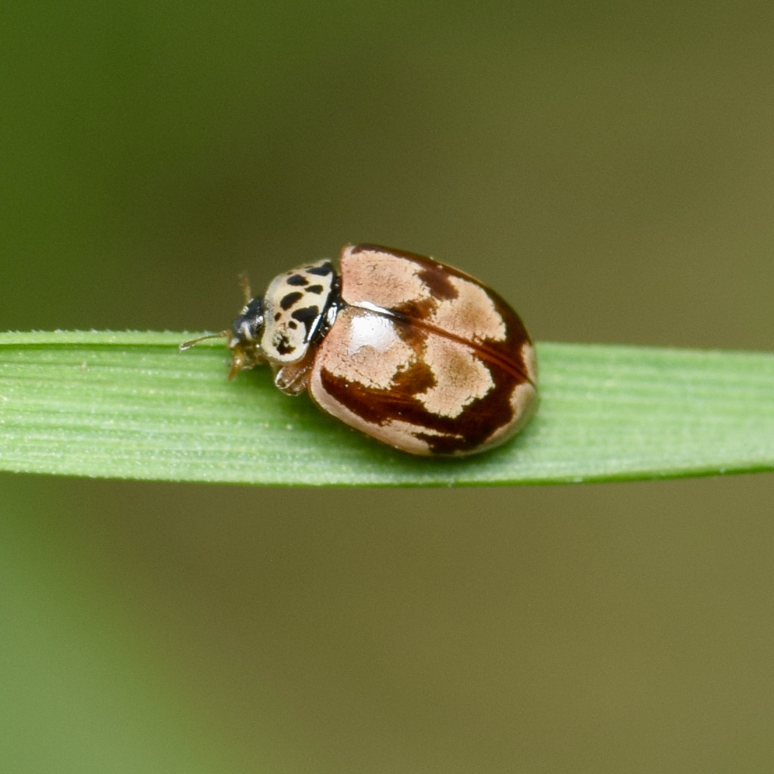 Insect Insights, a Bi-Weekly Buford Blog by Karen Richards – Mount ...