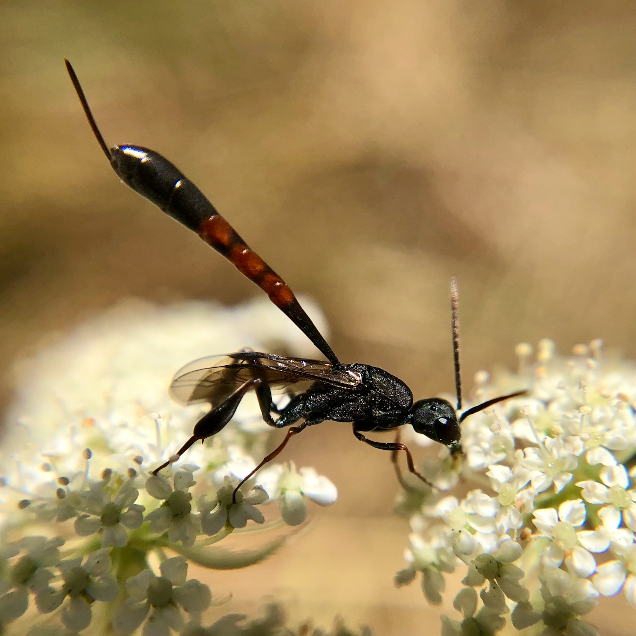 Miaster Insect Insect Insights, a Bi-Weekly Buford Blog by Karen Richards – Mount ...