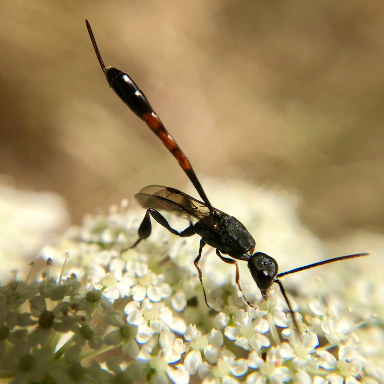 Insect Insights, a Bi-Weekly Buford Blog by Karen Richards – Mount ...