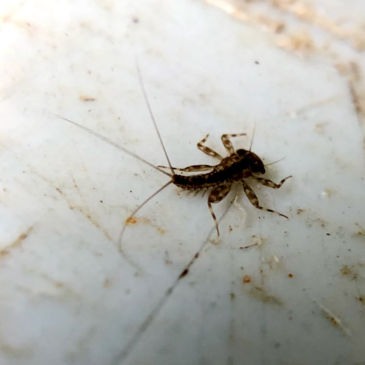 Insect Insights, a Bi-Weekly Buford Blog by Karen Richards – Mount ...