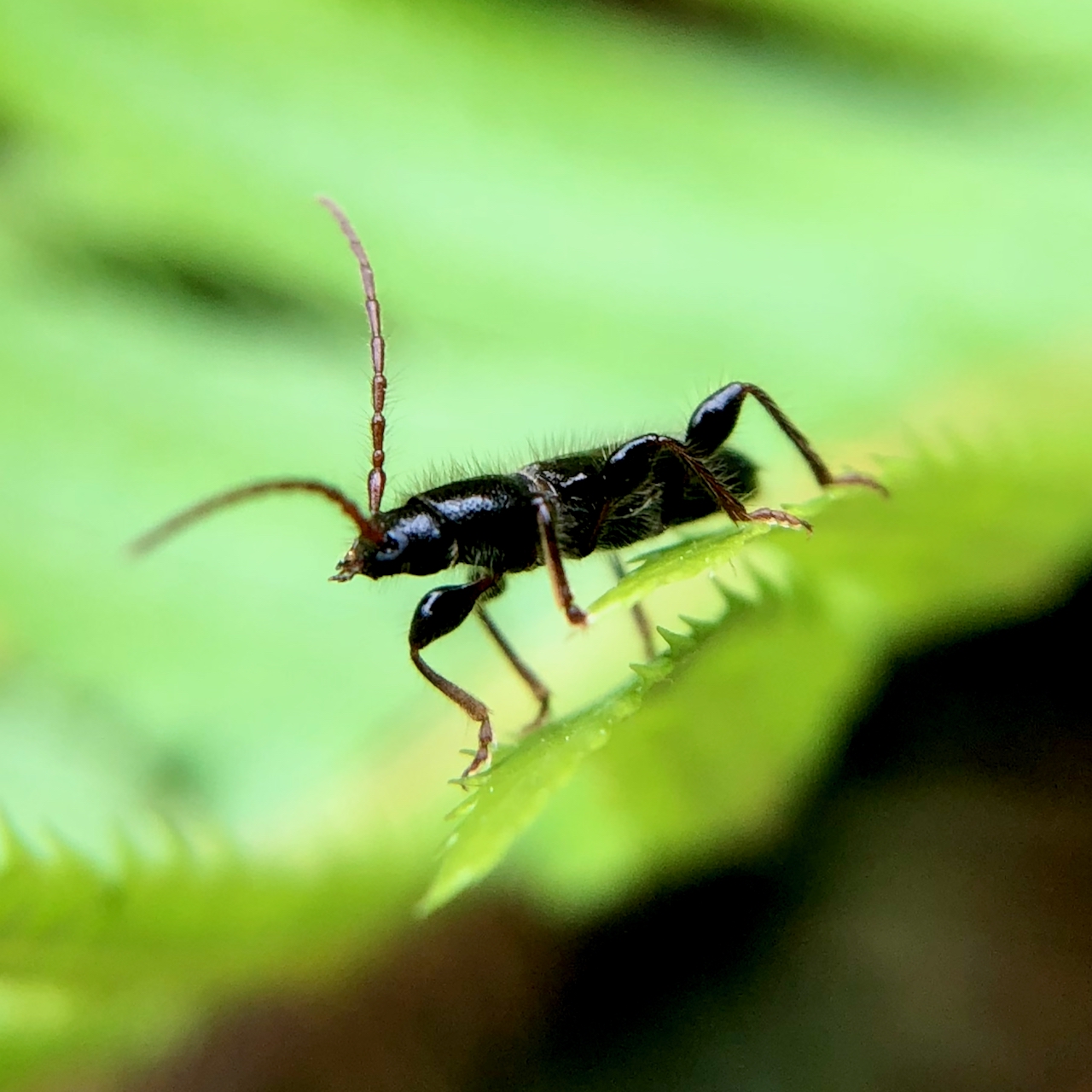 Insect Insights, a Bi-Weekly Buford Blog by Karen Richards – Mount ...