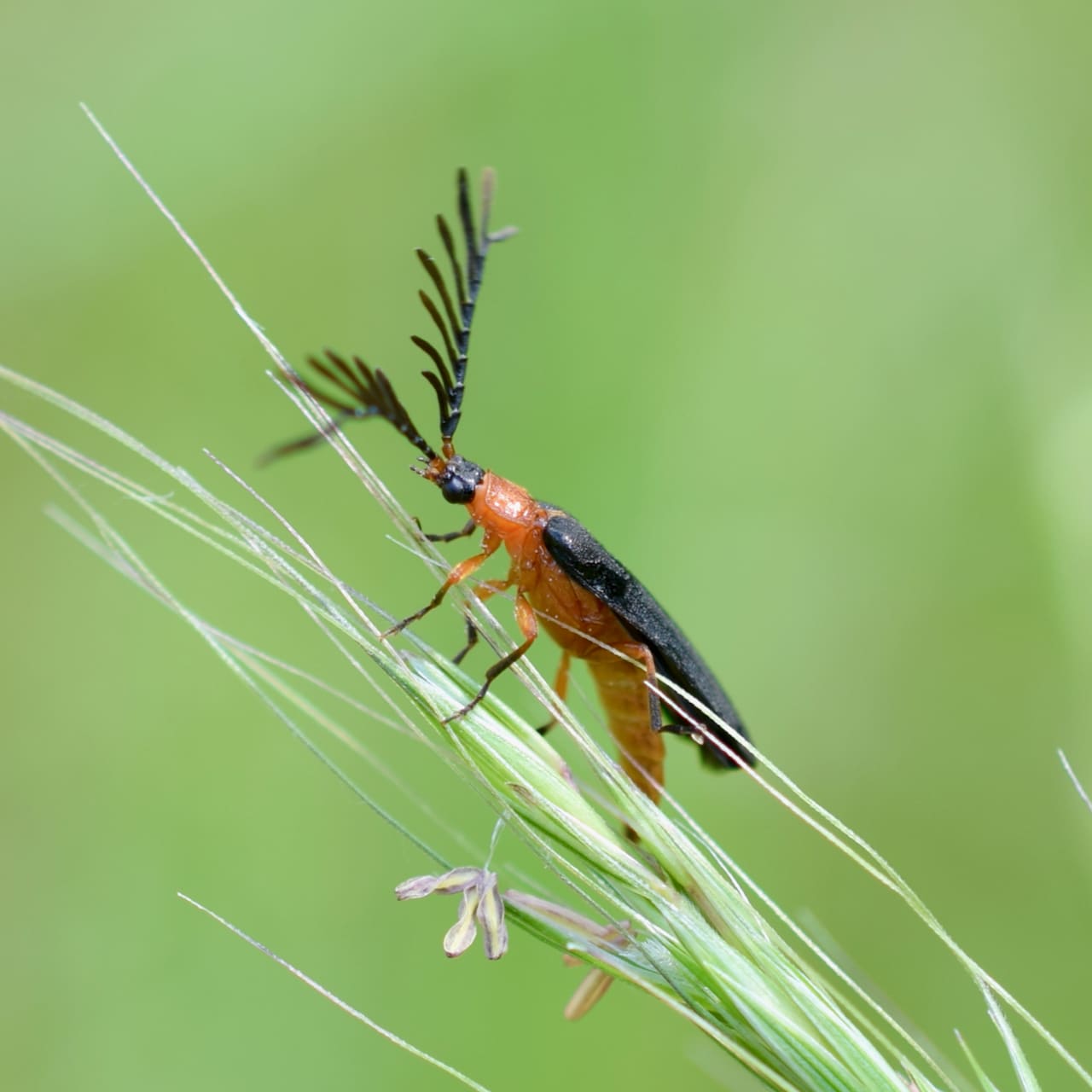 Insect Insights, a Bi-Weekly Buford Blog by Karen Richards – Mount ...