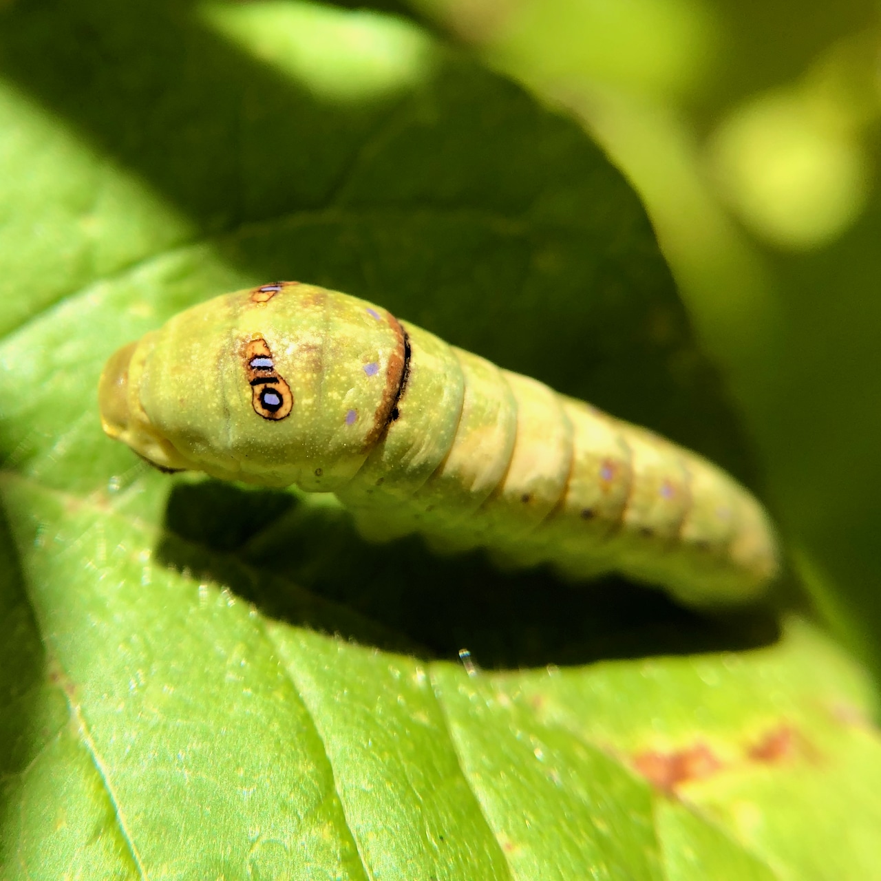 Oregon Bi Insect Insect Insights, a Bi-Weekly Buford Blog by Karen Richards – Mount ...