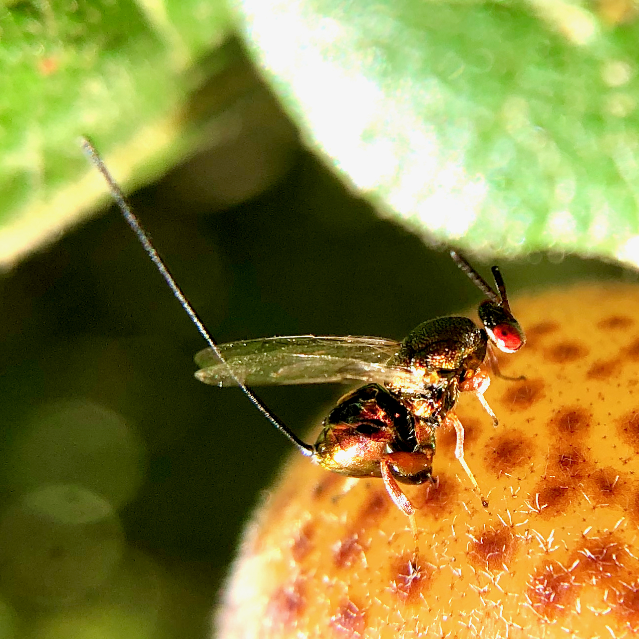 Insect Insights, a Bi-Weekly Buford Blog by Karen Richards – Mount ...