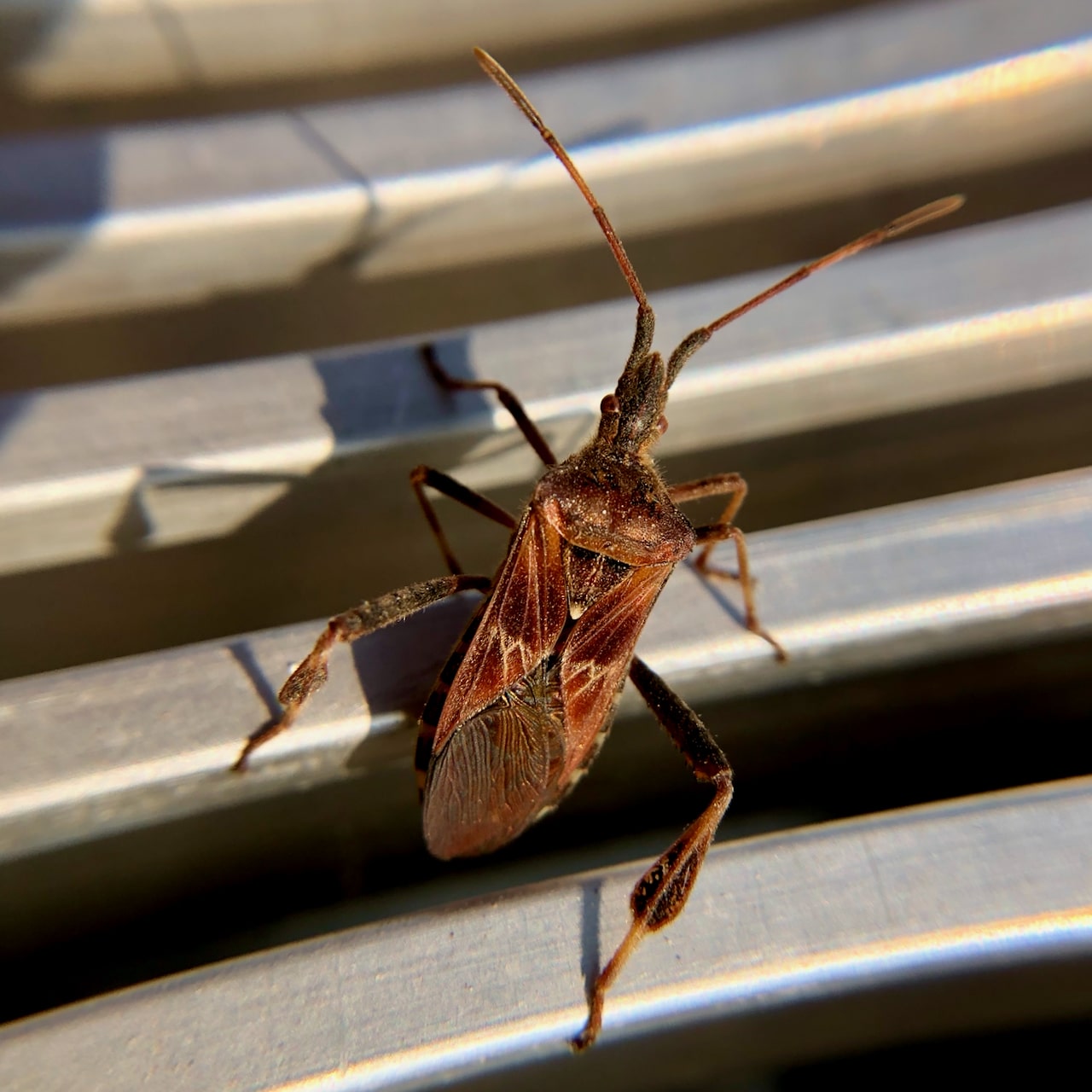Insect Insights, a Bi-Weekly Buford Blog by Karen Richards – Mount ...