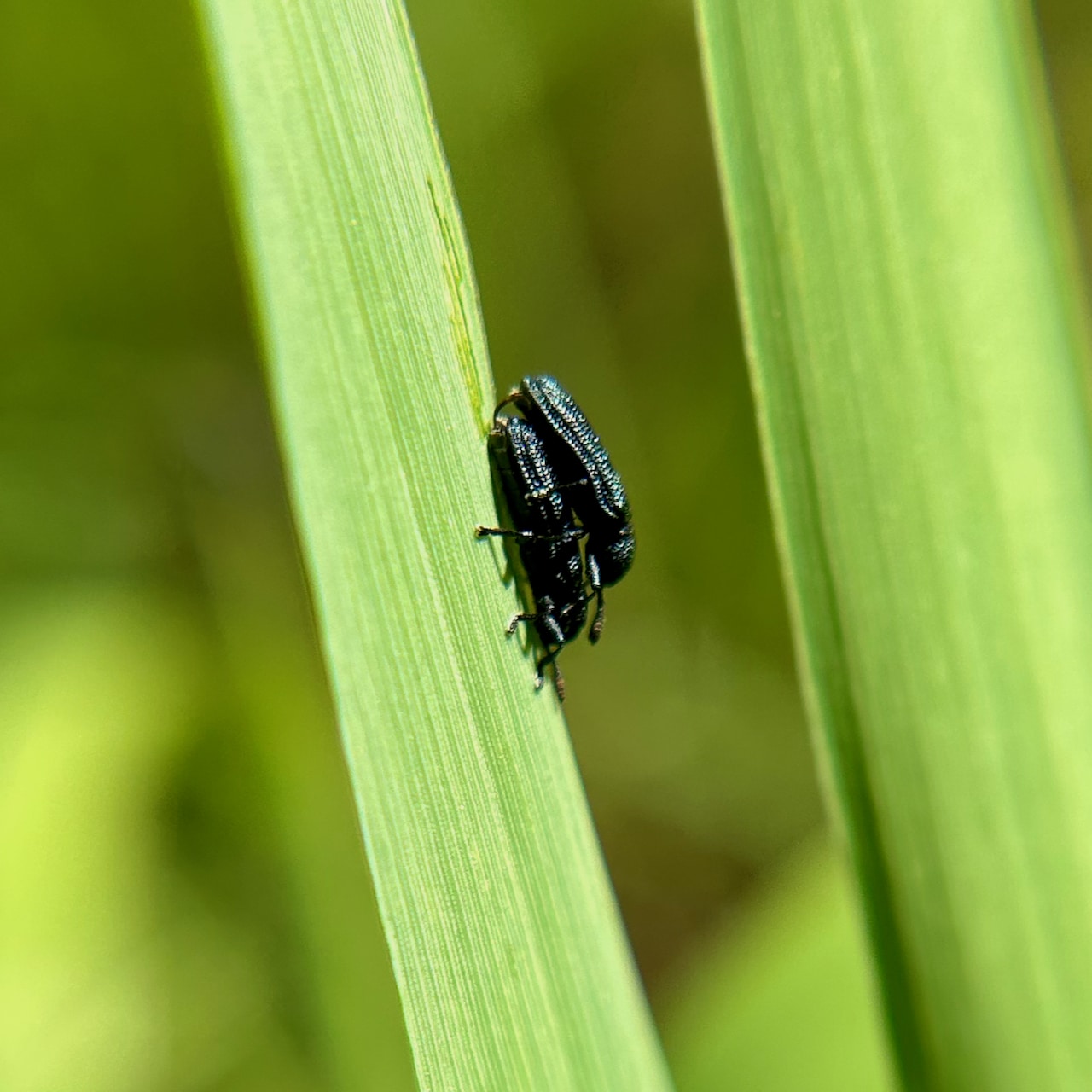 Insect Insights, a Bi-Weekly Buford Blog by Karen Richards – Mount ...