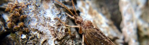 Insect Insights, a Bi-Weekly Buford Blog by Karen Richards