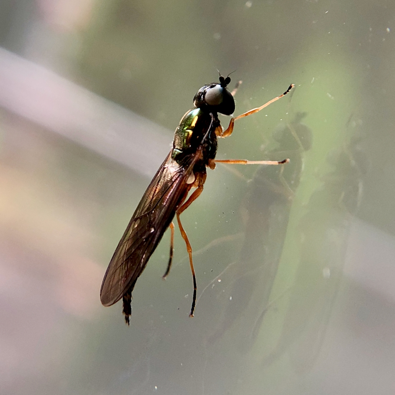 Insect Insights, a Bi-Weekly Buford Blog by Karen Richards – Mount ...