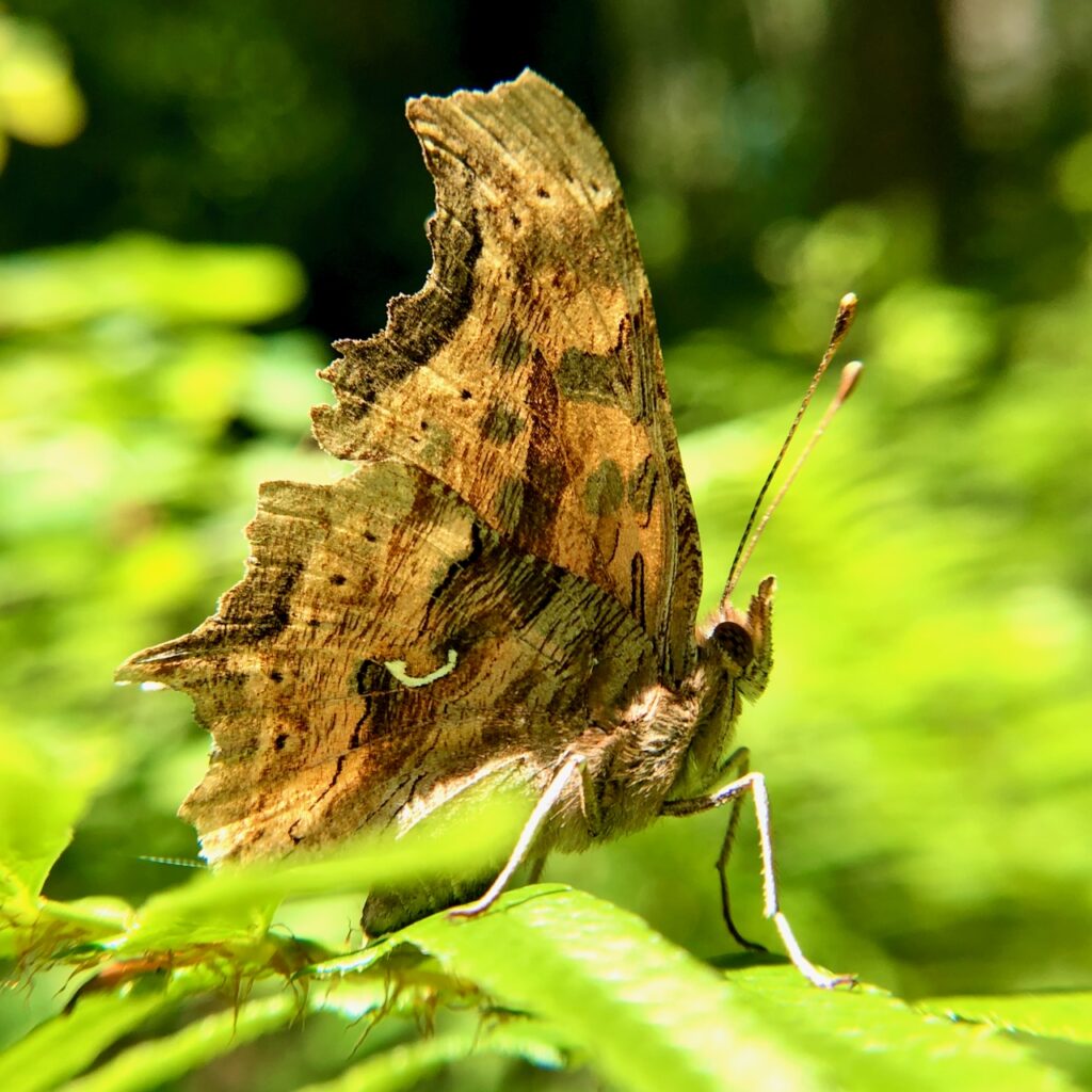 Insect Insights, a Bi-Weekly Buford Blog by Karen Richards – Mount ...