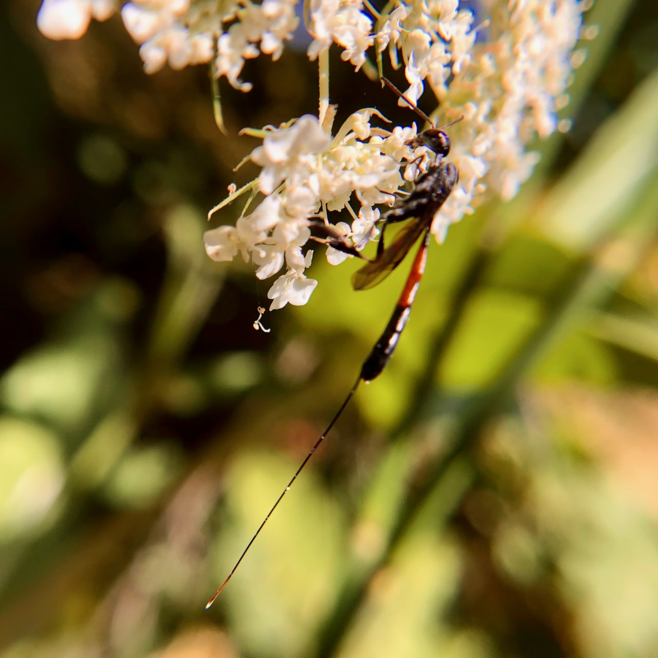 Insect Insights, a Bi-Weekly Buford Blog by Karen Richards – Mount ...