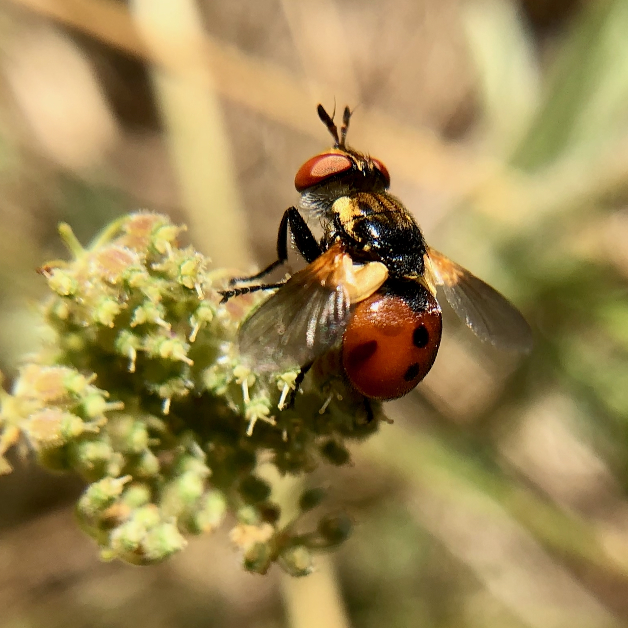 Golfrise Insect Insect Insights, a Bi-Weekly Buford Blog by Karen Richards – Mount ...