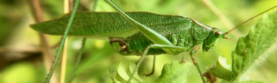 Insect Insights, a Bi-Weekly Buford Blog by Karen Richards