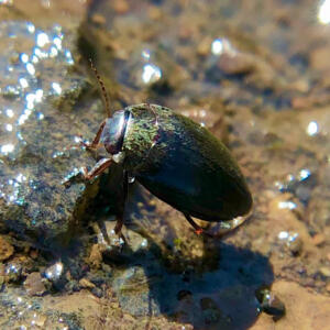 diving beetle dry