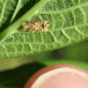 lace bug with finger
