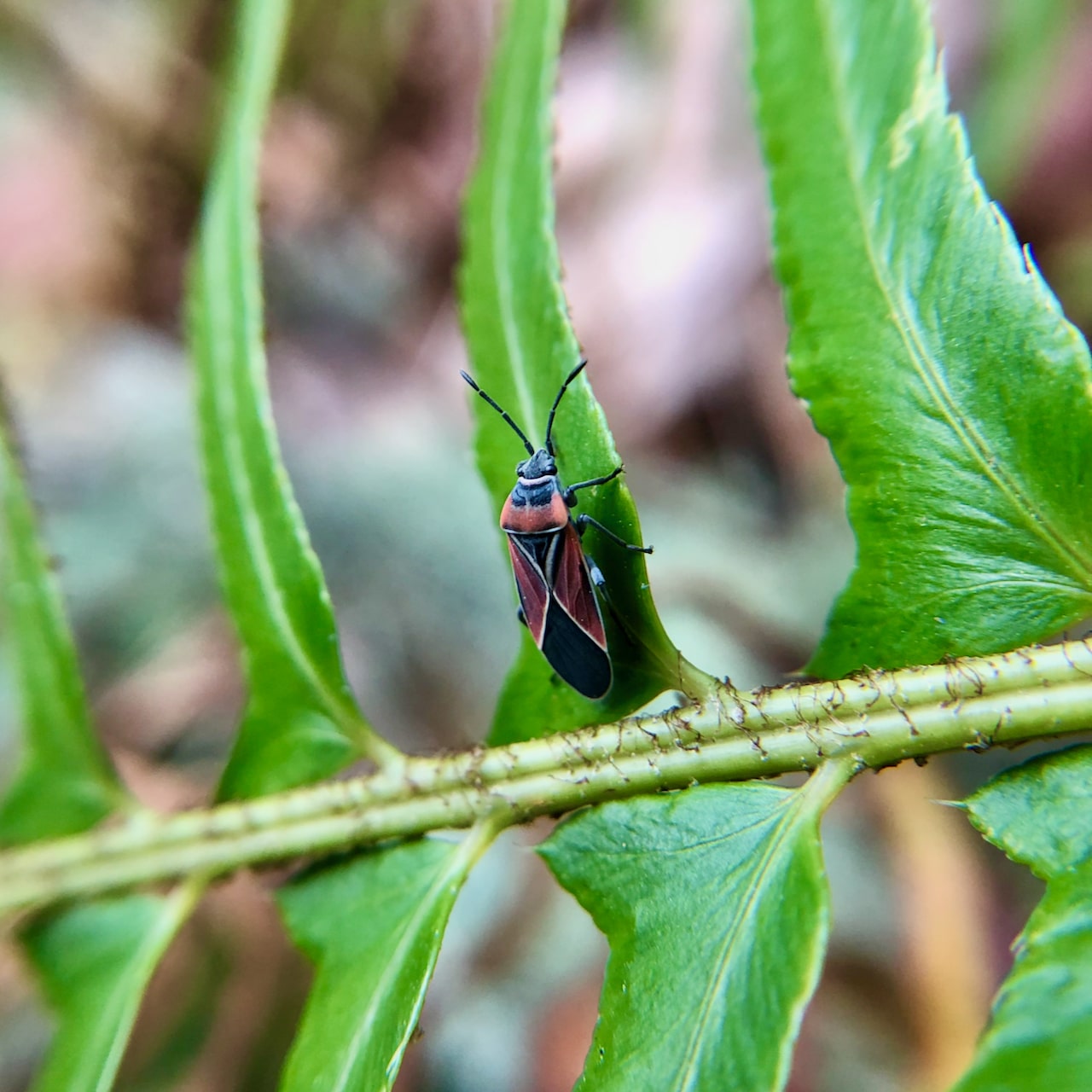 white-crossed seed bug on fern – Mount Pisgah Arboretum
